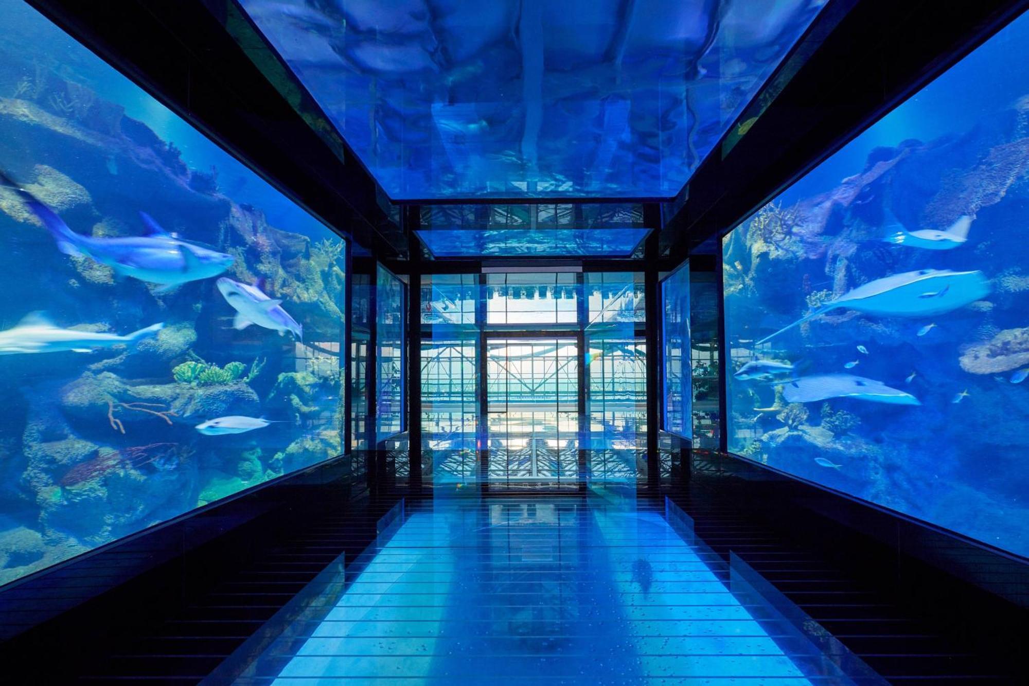 Paragraph Resort & Spa Shekvetili, Autograph Collection Bagian luar foto The tunnel at the aquarium